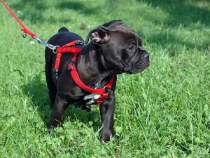 Breed-Based Activities for Dogs