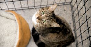 How Much Does a Cat Cost?