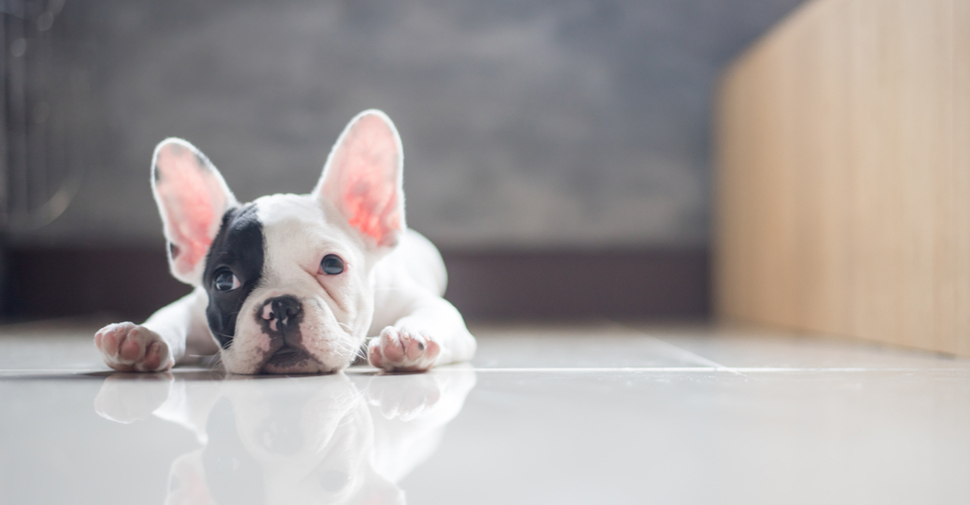 Finding Dog Boarding in Perry Hall Maryland