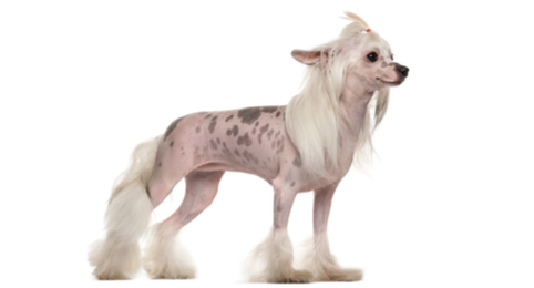 chinese crested dog