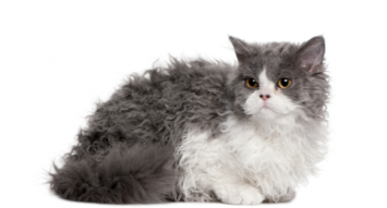Selkirk Rex