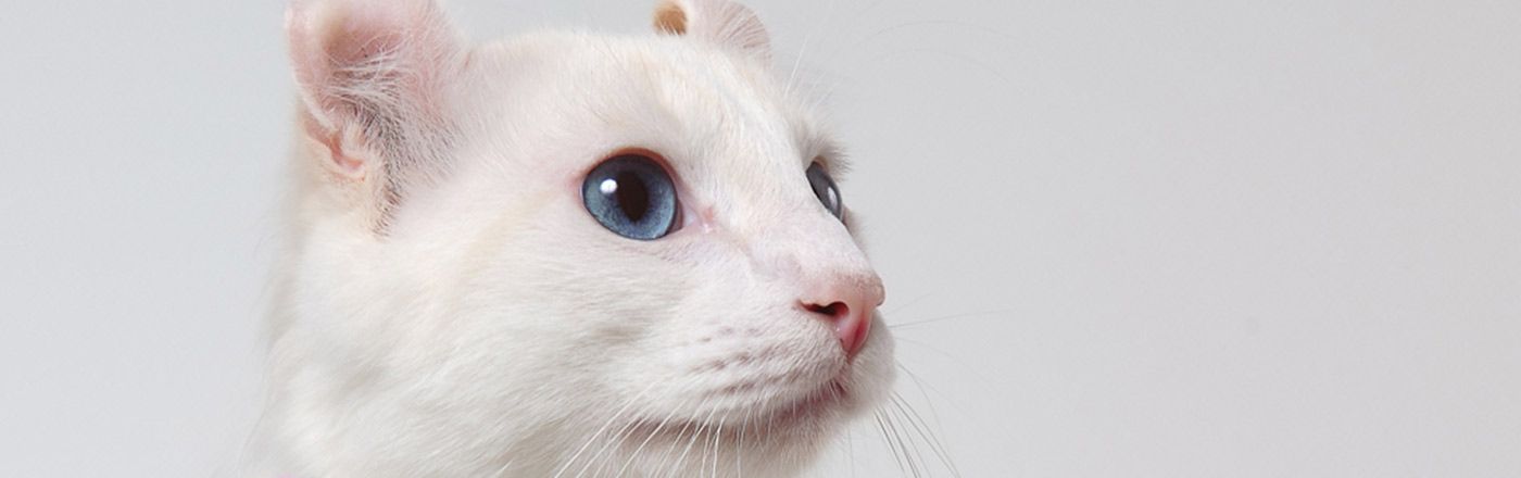 Meet The White Cat Breeds Petfinder