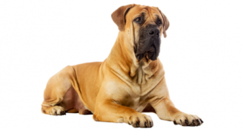 Boerboel