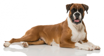 Boxer Dog Breed Profile Petfinder