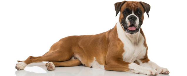 are boxer dogs good pets