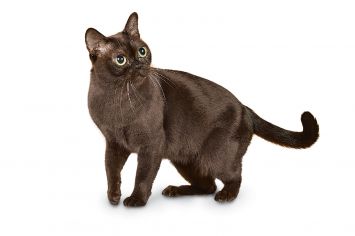 are burmese cats like dogs