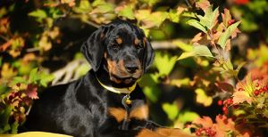 What are the Smartest Dog Breeds?