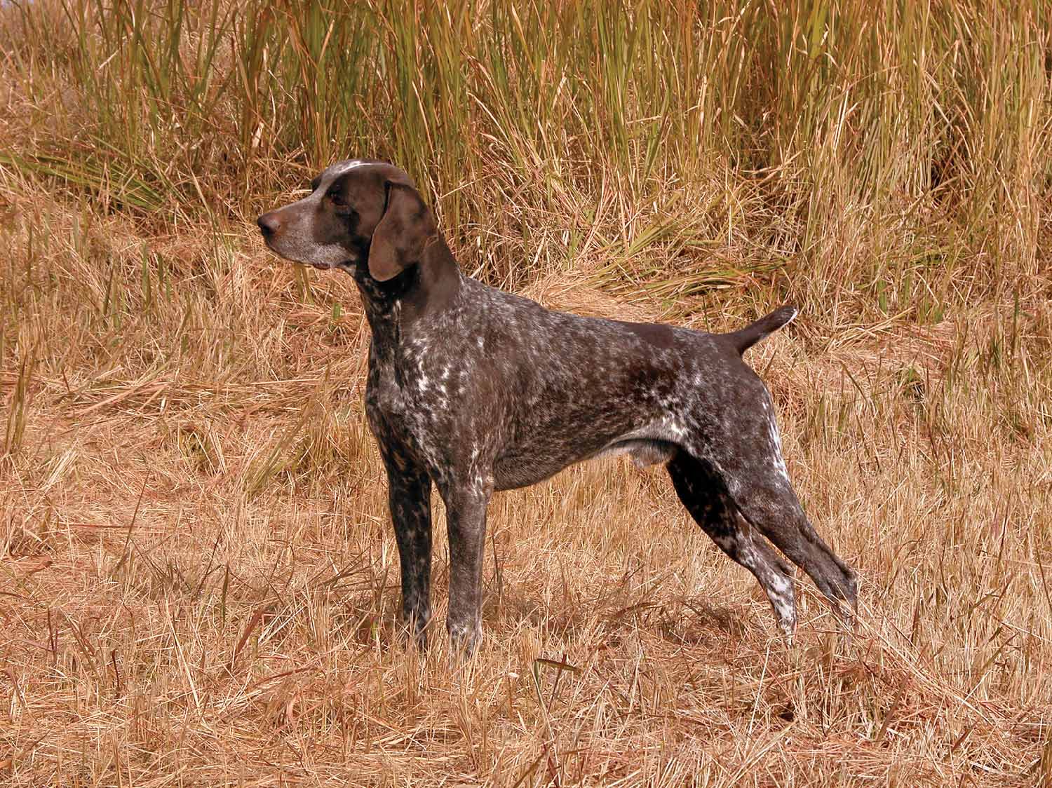 German Wirehaired Pointer Dog Breed Profile Petfinder