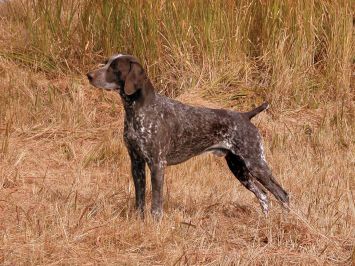 is german shorthaired pointer large breed