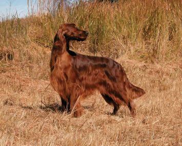 what colors look good on a irish setter