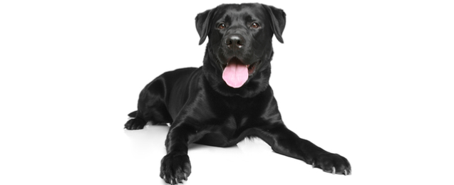 how to identify a english labrador pure breed