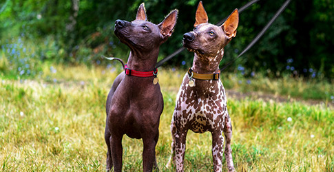 Xoloitzcuintli Mexican Hairless Dog Breed Profile Petfinder