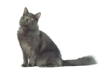 Nebelung Cat Breed Profile Petfinder