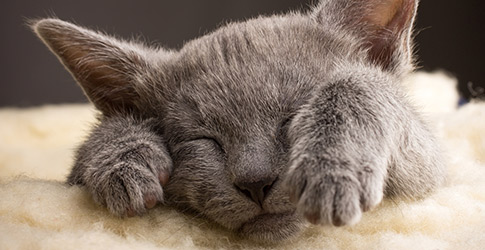 british shorthair and russian blue mix