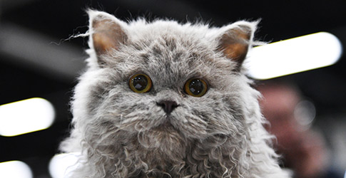 selkirk rex kittens for sale