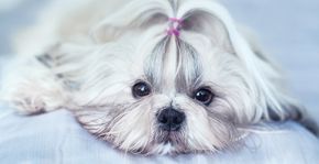 List of Dog Breeds | Petfinder