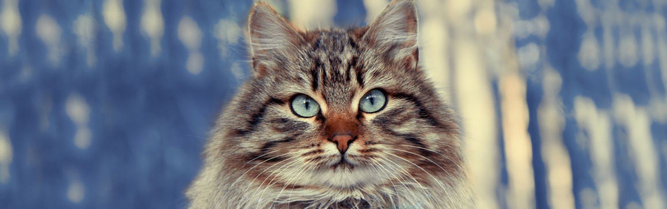 The Largest Domestic Cats | Petfinder