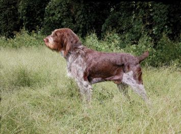 Spinone Italiano