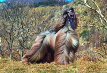 Afghan Hound