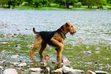 are airedales good pets