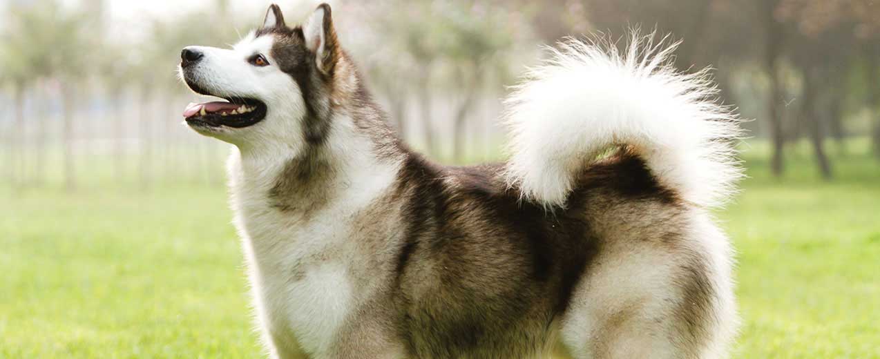 Alaskan Malamute Dog Breed Profile Petfinder