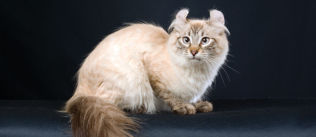 Meet The White Cat Breeds Petfinder