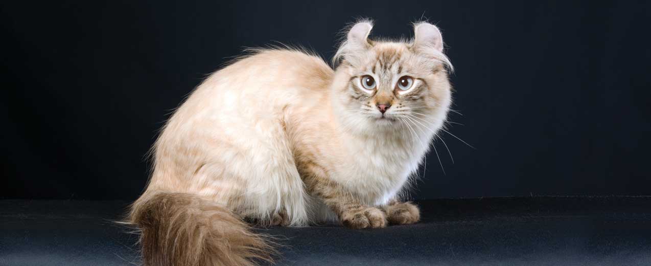 american curl cat