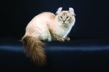 american curl cat