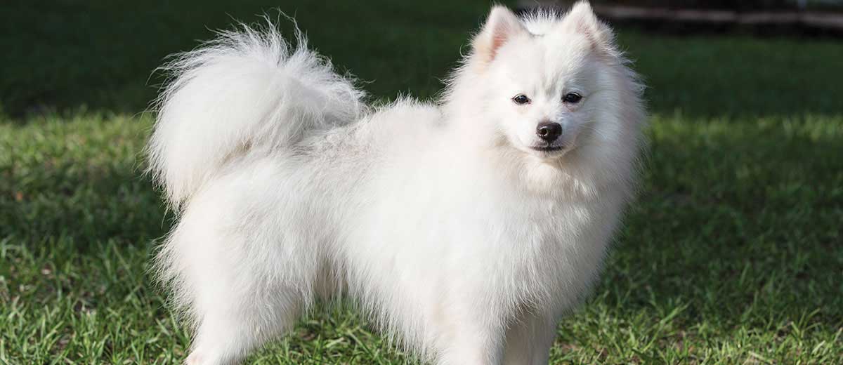 list of dog breeds