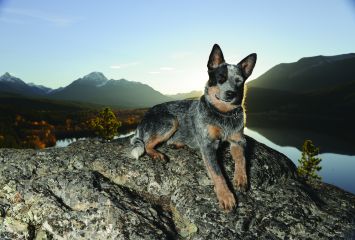 Australian Cattle Dog Dog Breed Profile Petfinder