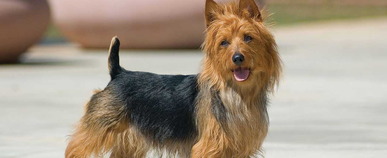 Image result for Australian Terrier