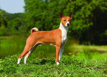 what does a basenji dog look like