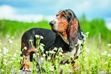 Basset Hound Dog Breed Profile Petfinder