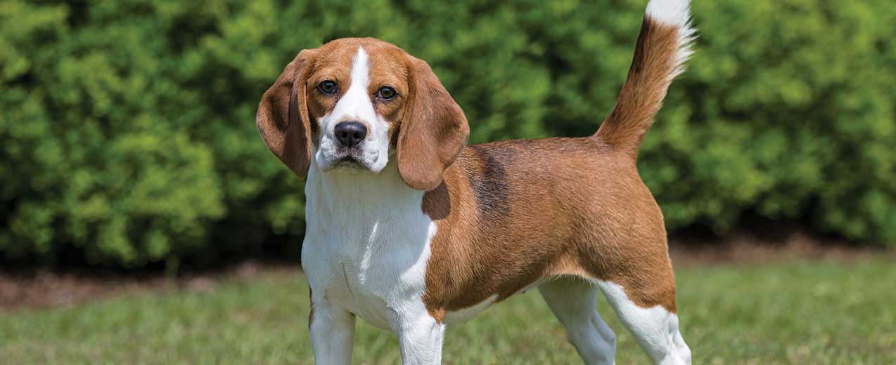 lifespan of female beagle