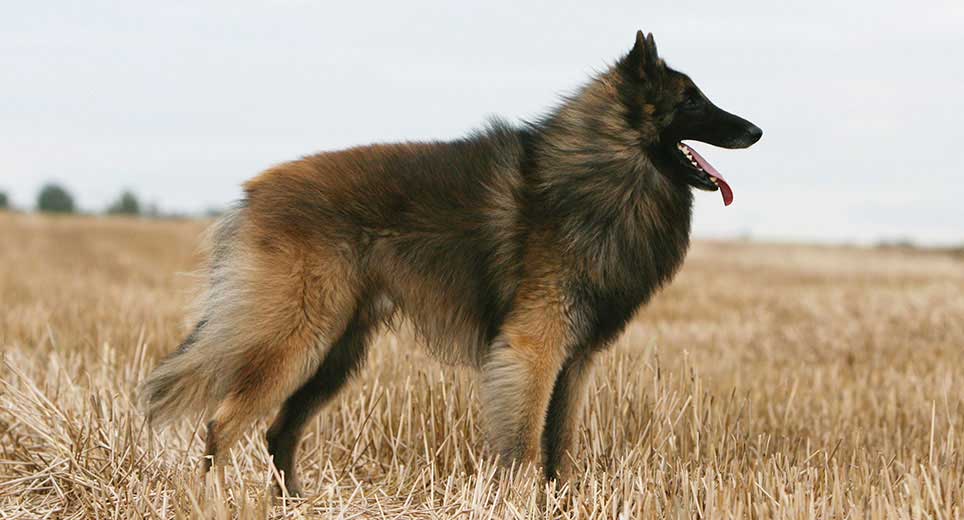 Belgian Shepherd Sheepdog Dog Breed Profile Petfinder