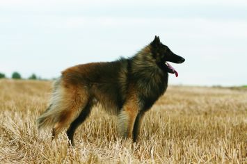 Belgian Shepherd / Tervuren