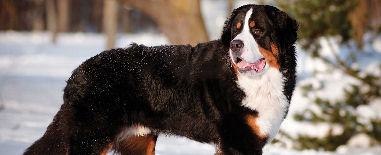 3 Ways to Identify a Bernese Mountain Dog - wikiHow