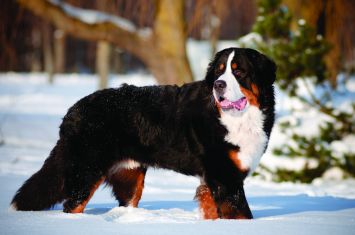 Bernese mountain dog