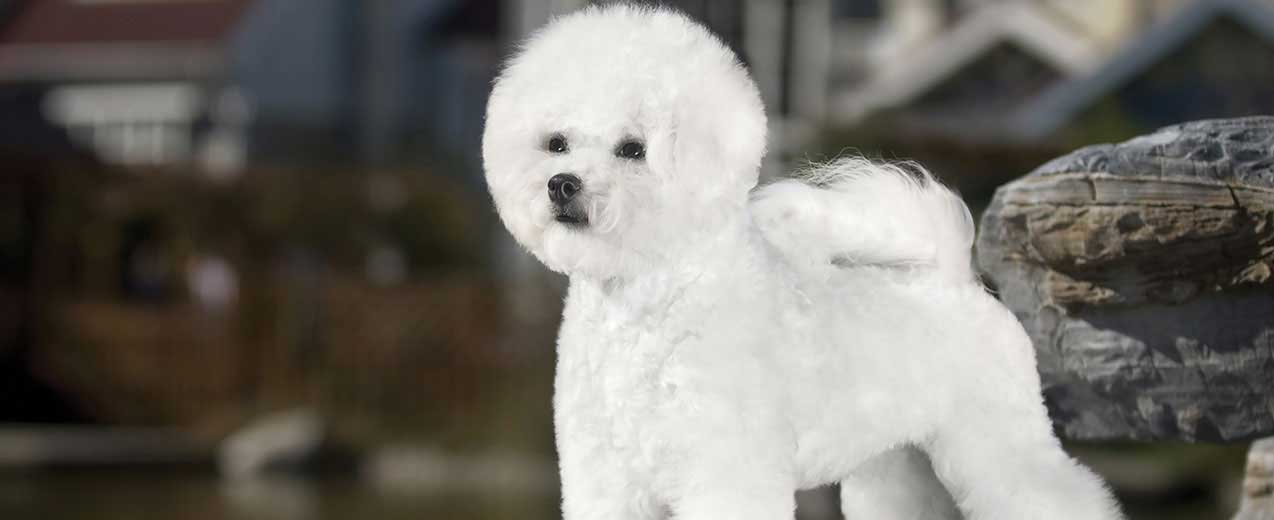 are bichon frise dogs barkers