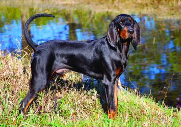 are black and tan coonhound good pets