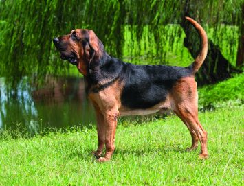 Bloodhound