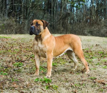Boerboel