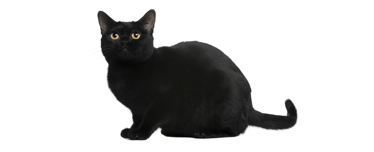 What Are The Types Of Black Cat Breeds Petfinder