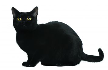 Bombay Cat Breed Profile Petfinder