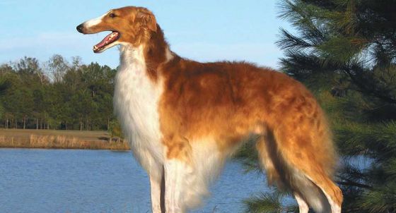 Whippet Dog Breed Profile Petfinder