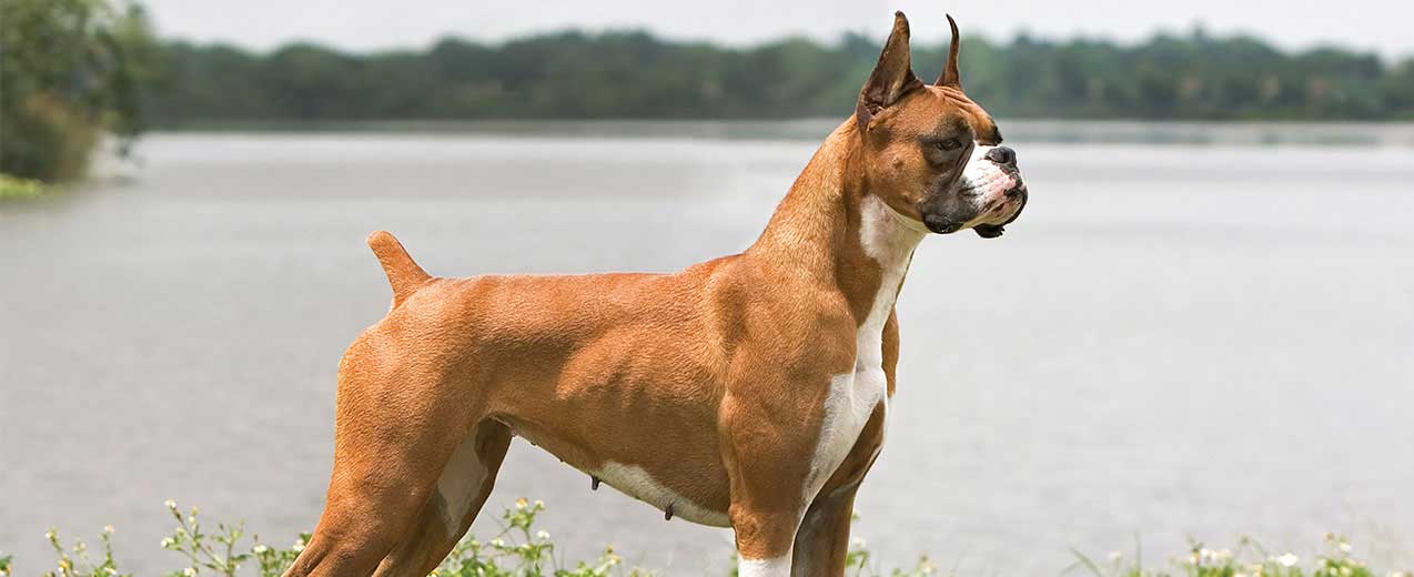 boxer dog breed profile petfinder