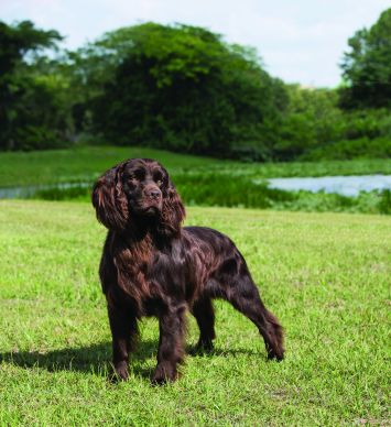 are boykin spaniels akc registered