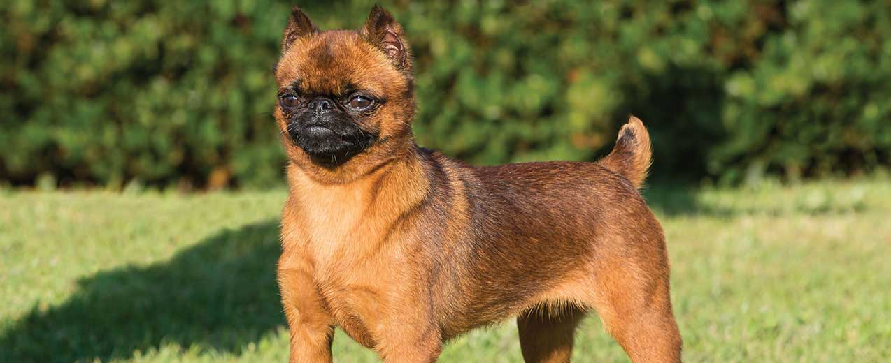 [Image: brussels-griffon-card-small.jpg?bust=1535569066]