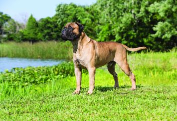 Bullmastiff