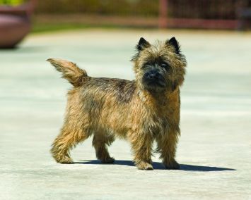 how much should my cairn terrier weigh